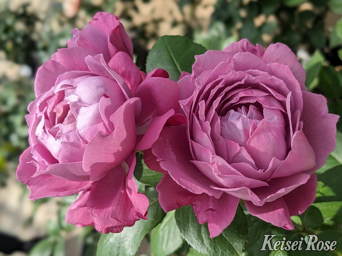 バラ苗恋いづな