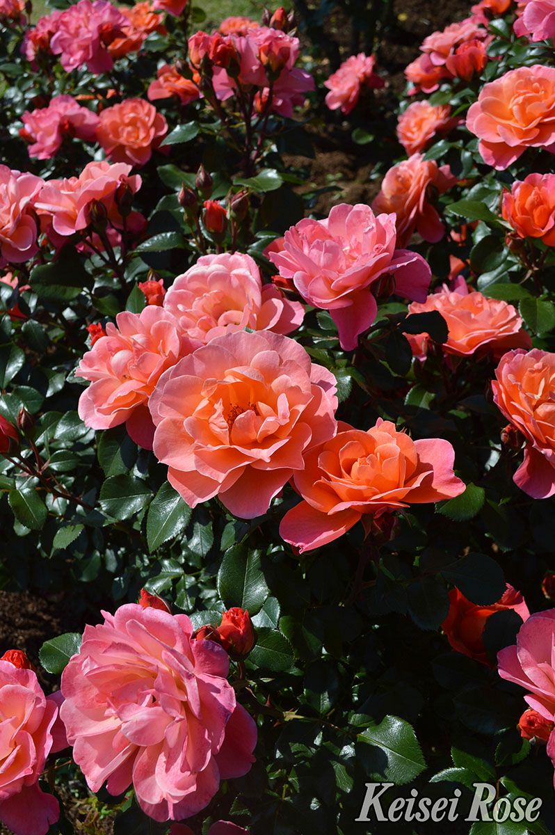 バラ苗シュガーキャンディーローズ