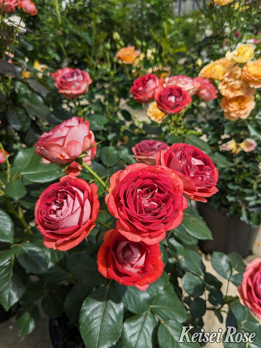 バラ苗ストロベリーミスト