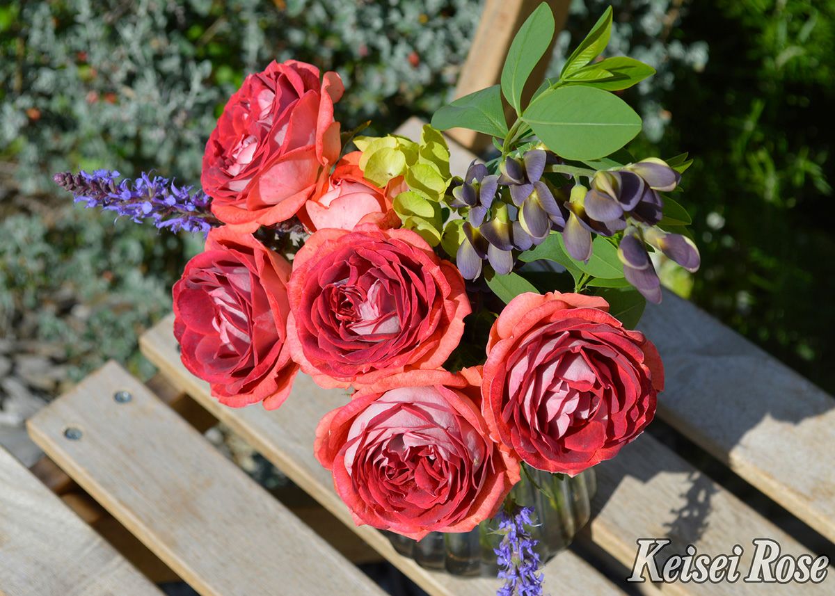 バラ苗ストロベリーミスト