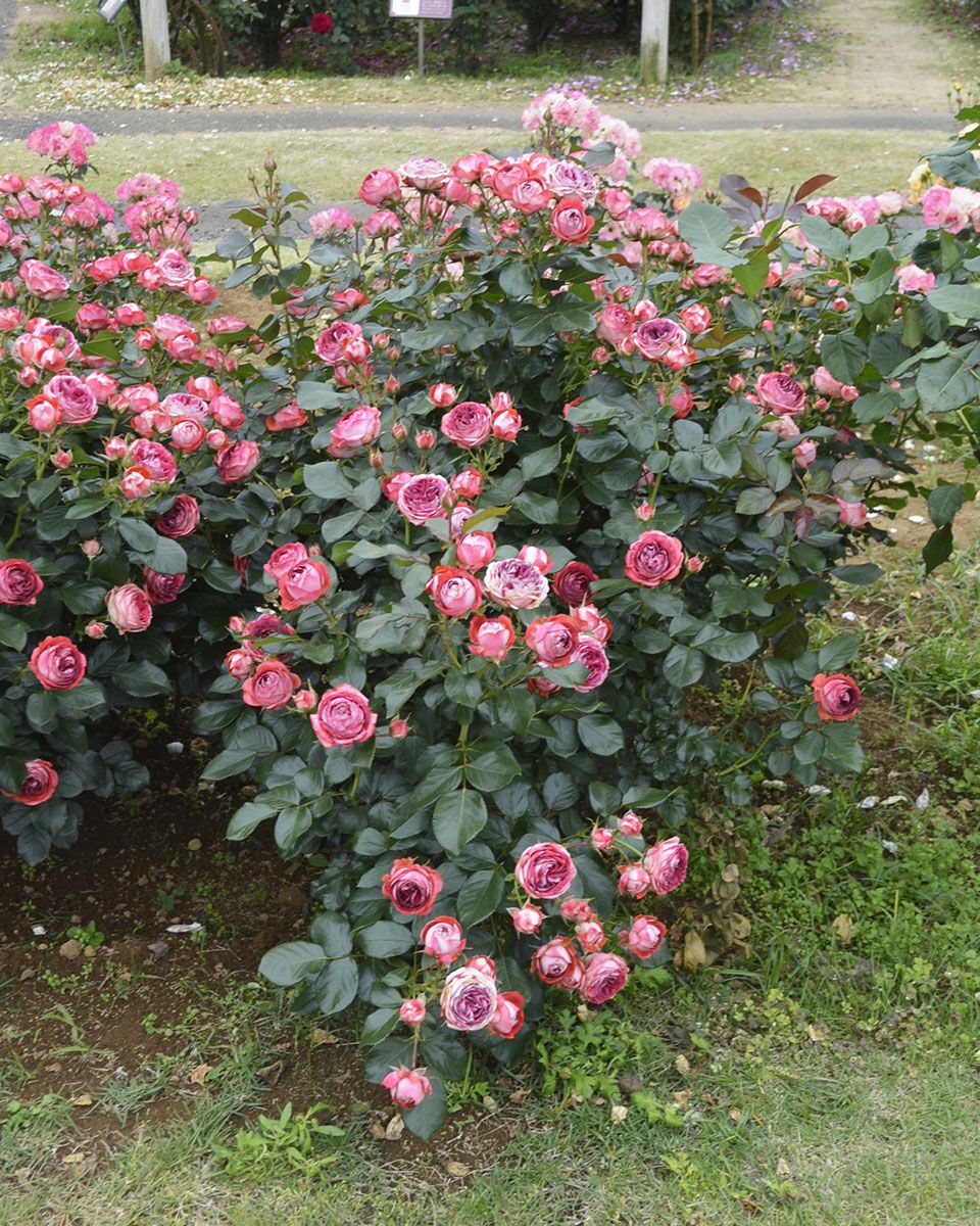 バラ苗ストロベリーミスト