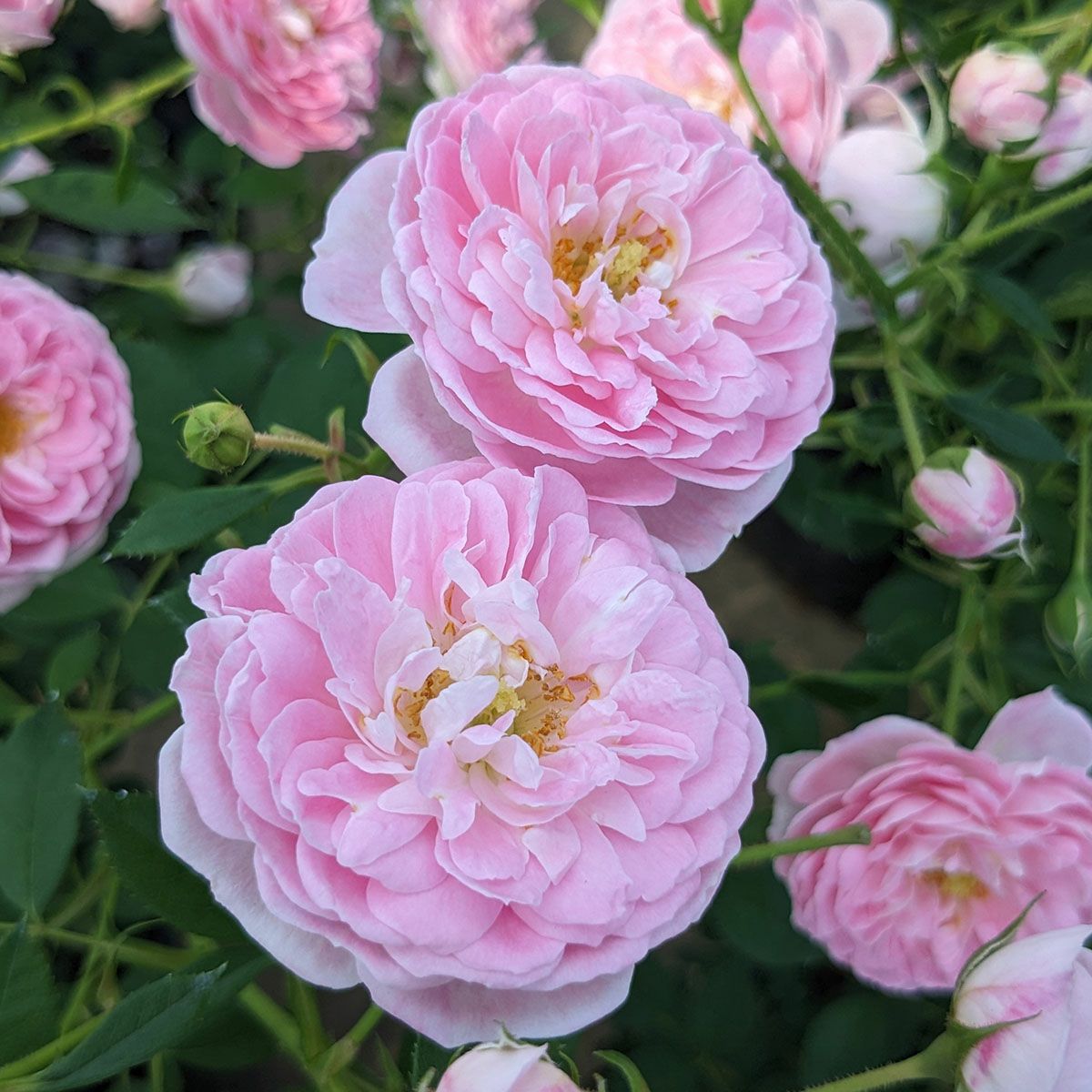 予約新苗 | THE ROSE SHOP｜バラ専門店 ザローズショップ 本店 - バラ