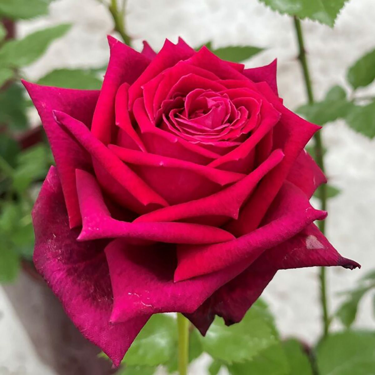 予約苗 バラ苗 【アーティスト】 (新苗) ハイブリッドティー 四季咲き