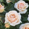 バラ苗ここねいろ
