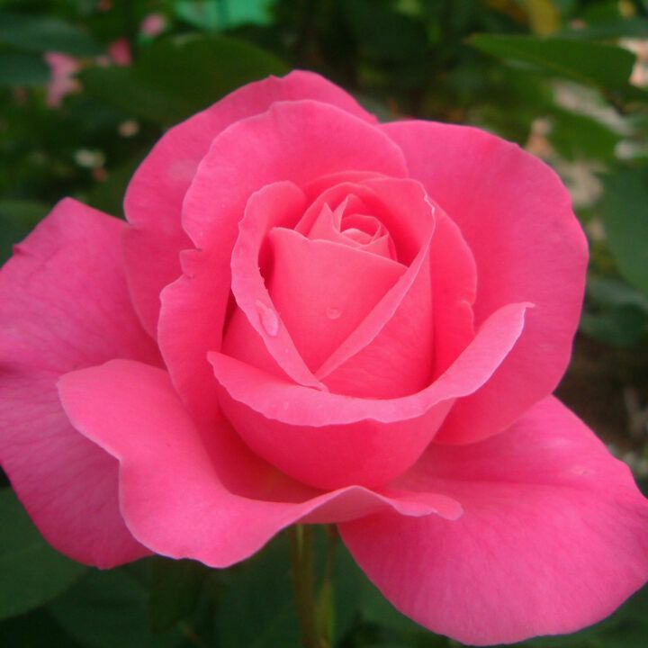 バラ苗 【ピンクピース】(新苗) ハイブリッドティー 四季咲き 大輪