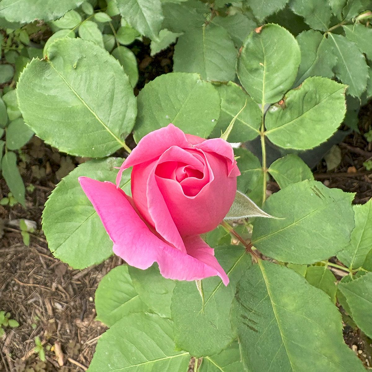 バラ苗ピンクピース