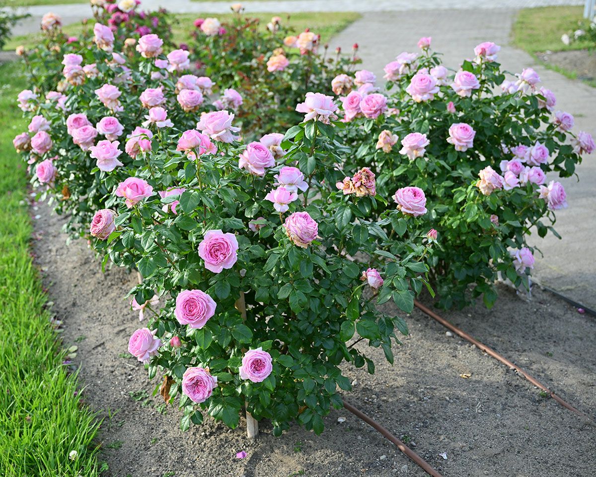 バラ苗アロームディヴァン