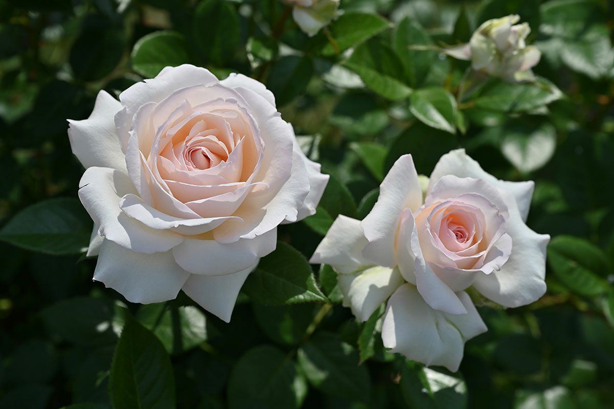 バラ苗ラソヴァジーヌテルエパッション