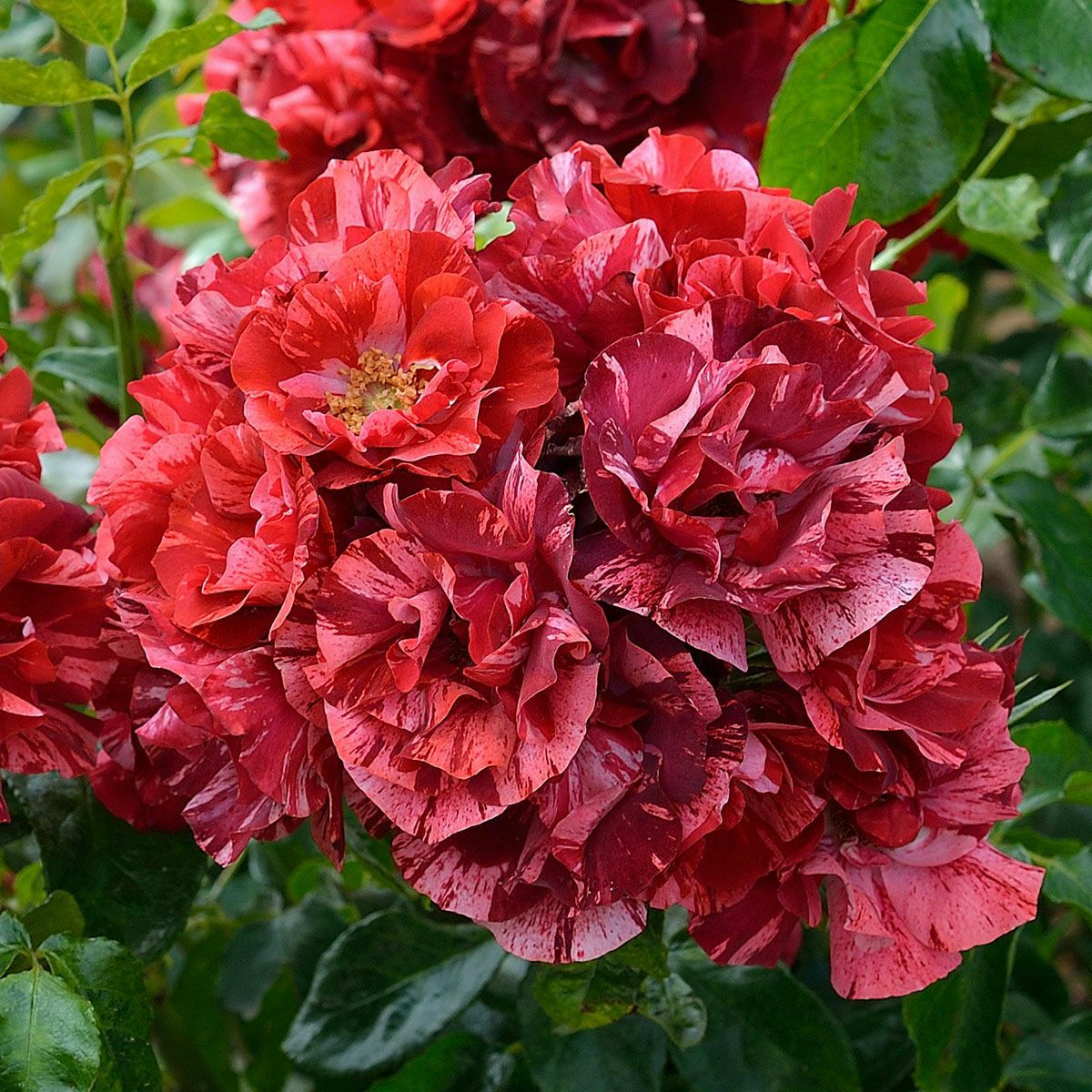 バラ苗 【ラレーヌドゥラニュイ】 (新苗) シュラブ 半つる性 四季咲き