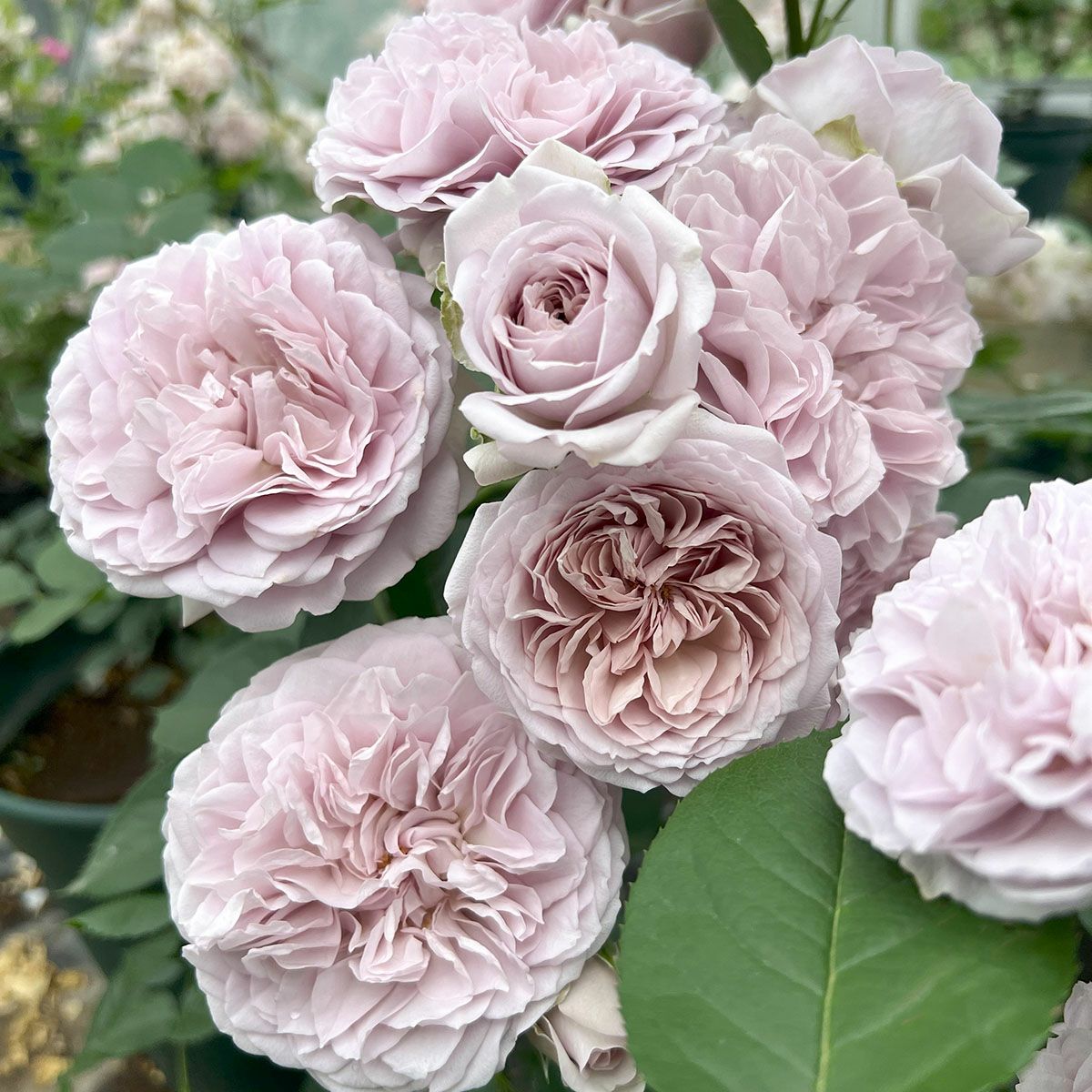 河本バラ園／ローズドゥメルスリー | THE ROSE SHOP｜バラ専門店 ザ