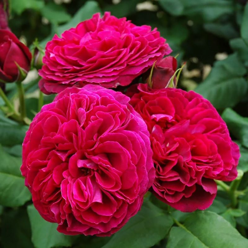 四季咲き大輪 ハイブリッドティー (HT) | THE ROSE SHOP｜バラ専門店