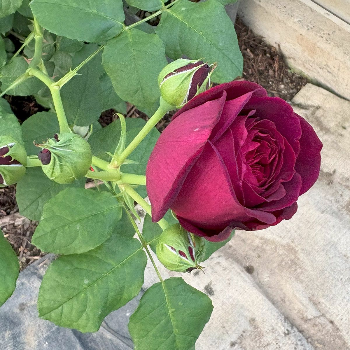 バラ苗アストリットグレーンフィンハンデンベルク