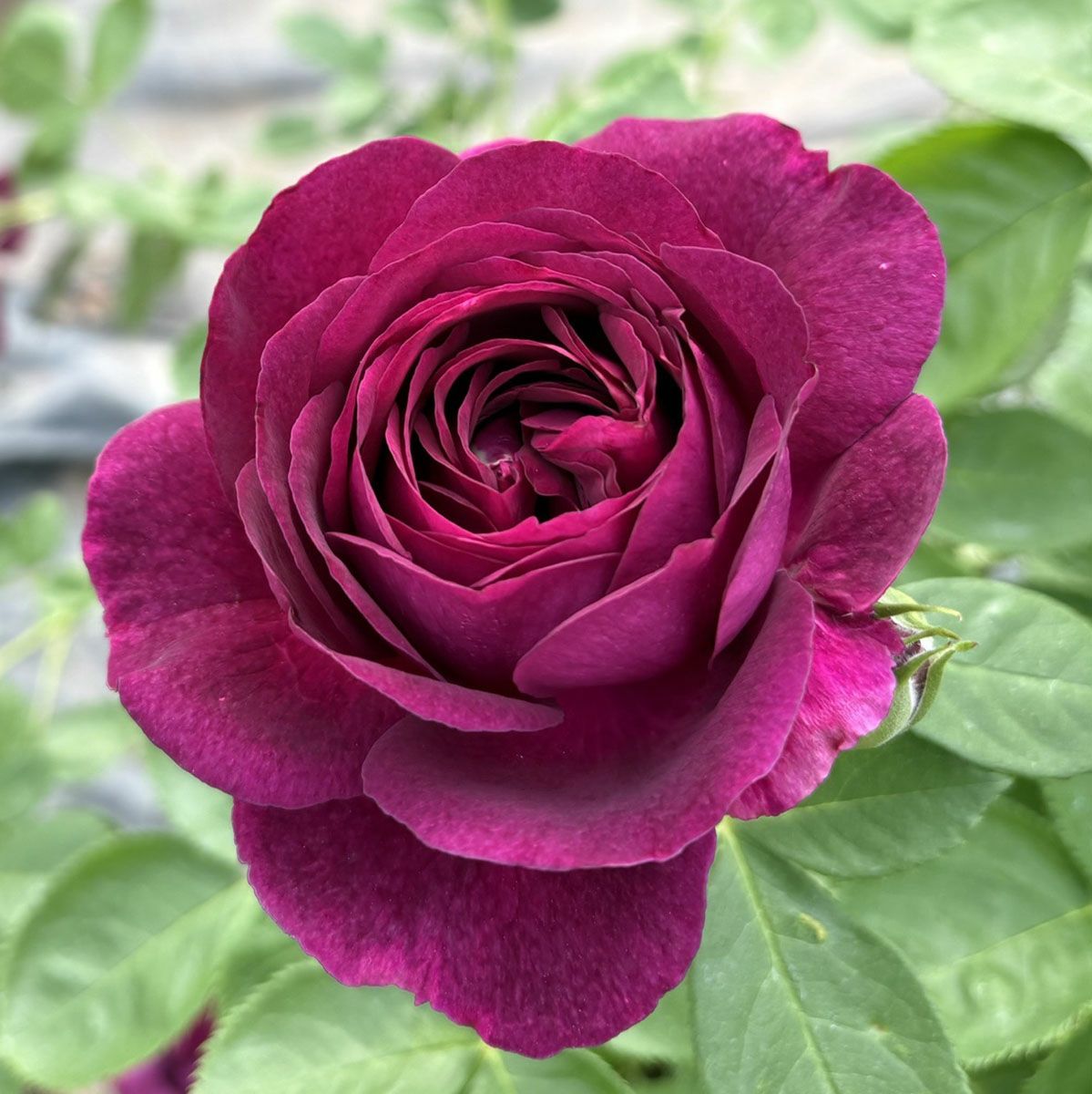 バラ苗トワイライトゾーン