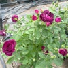 バラ苗トワイライトゾーン