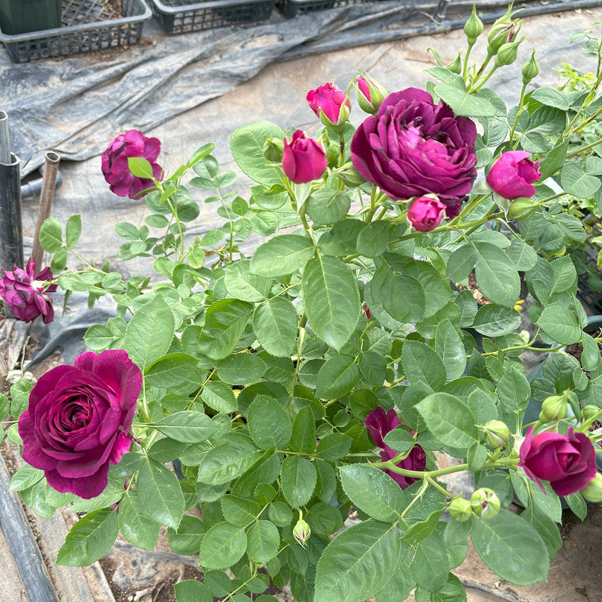 バラ苗トワイライトゾーン