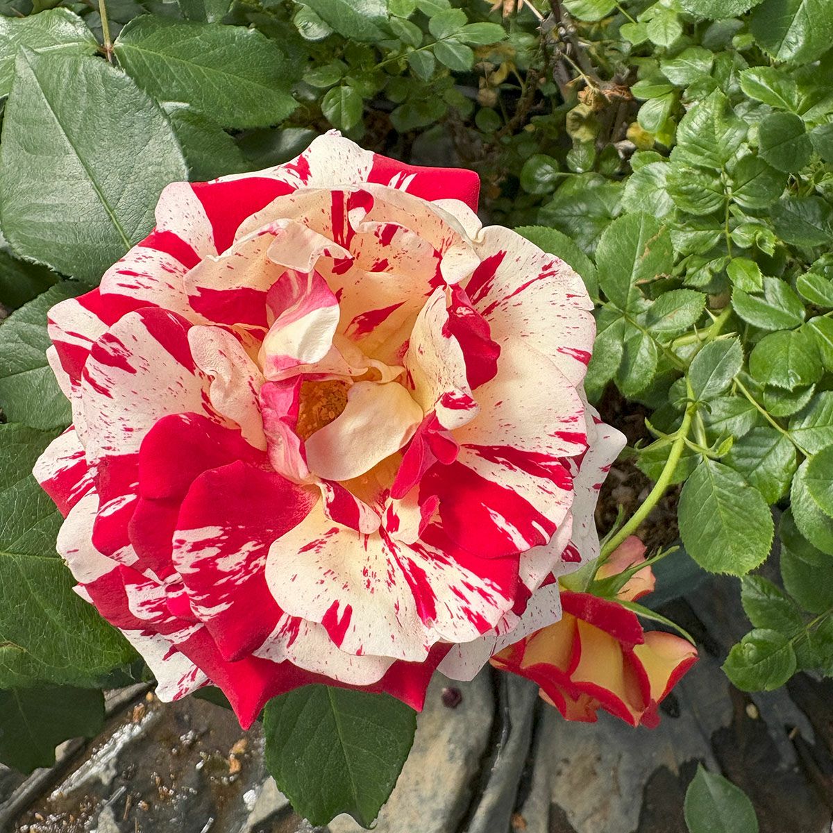 バラ苗ロックンロール