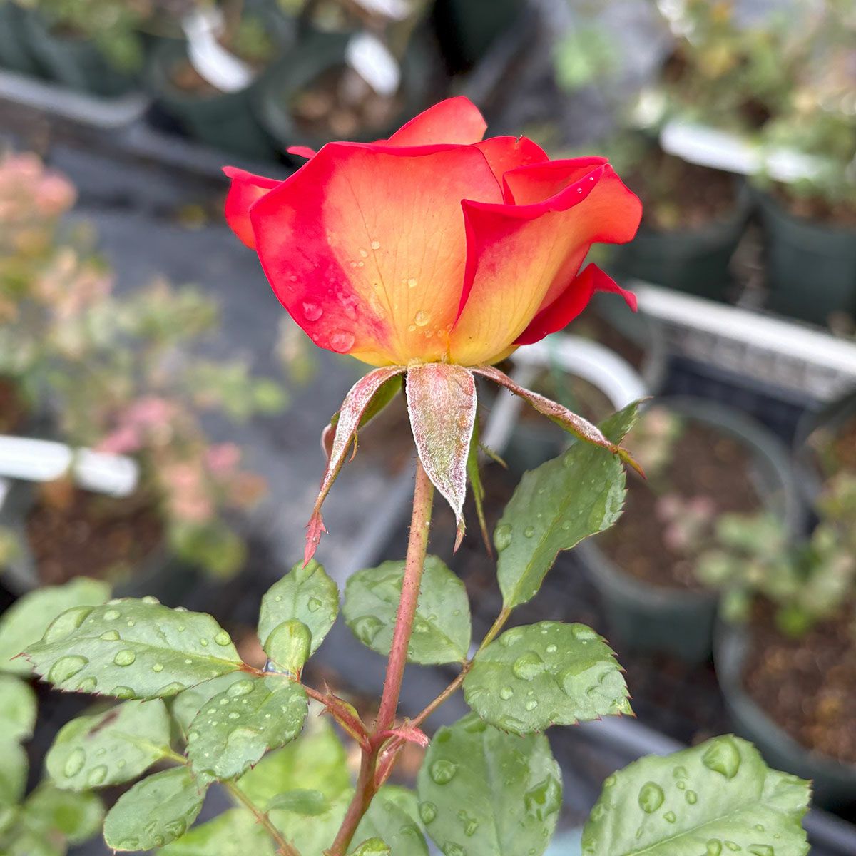 バラ苗ケチャップ＆マスタード