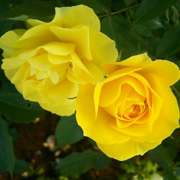 バラ苗フリージア