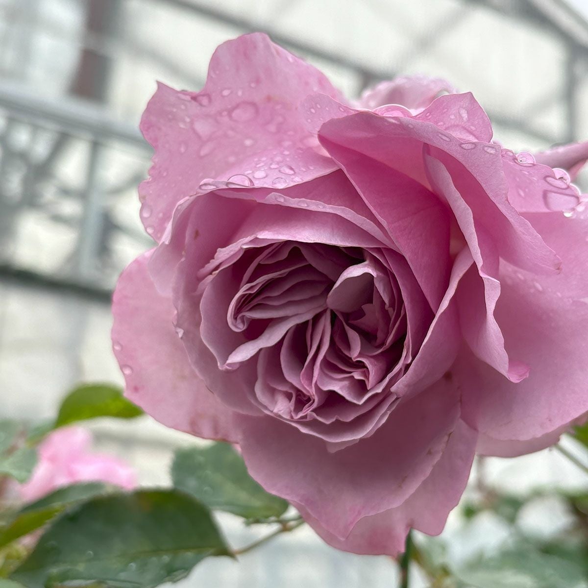 バラ苗ラブソング