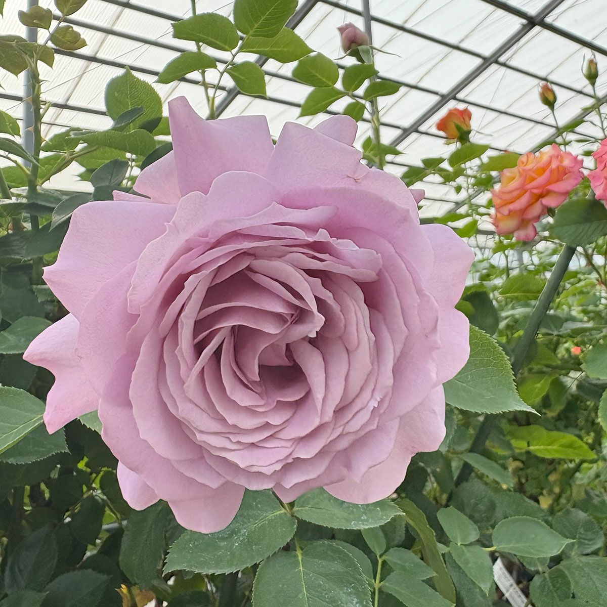 バラ苗ラブソング