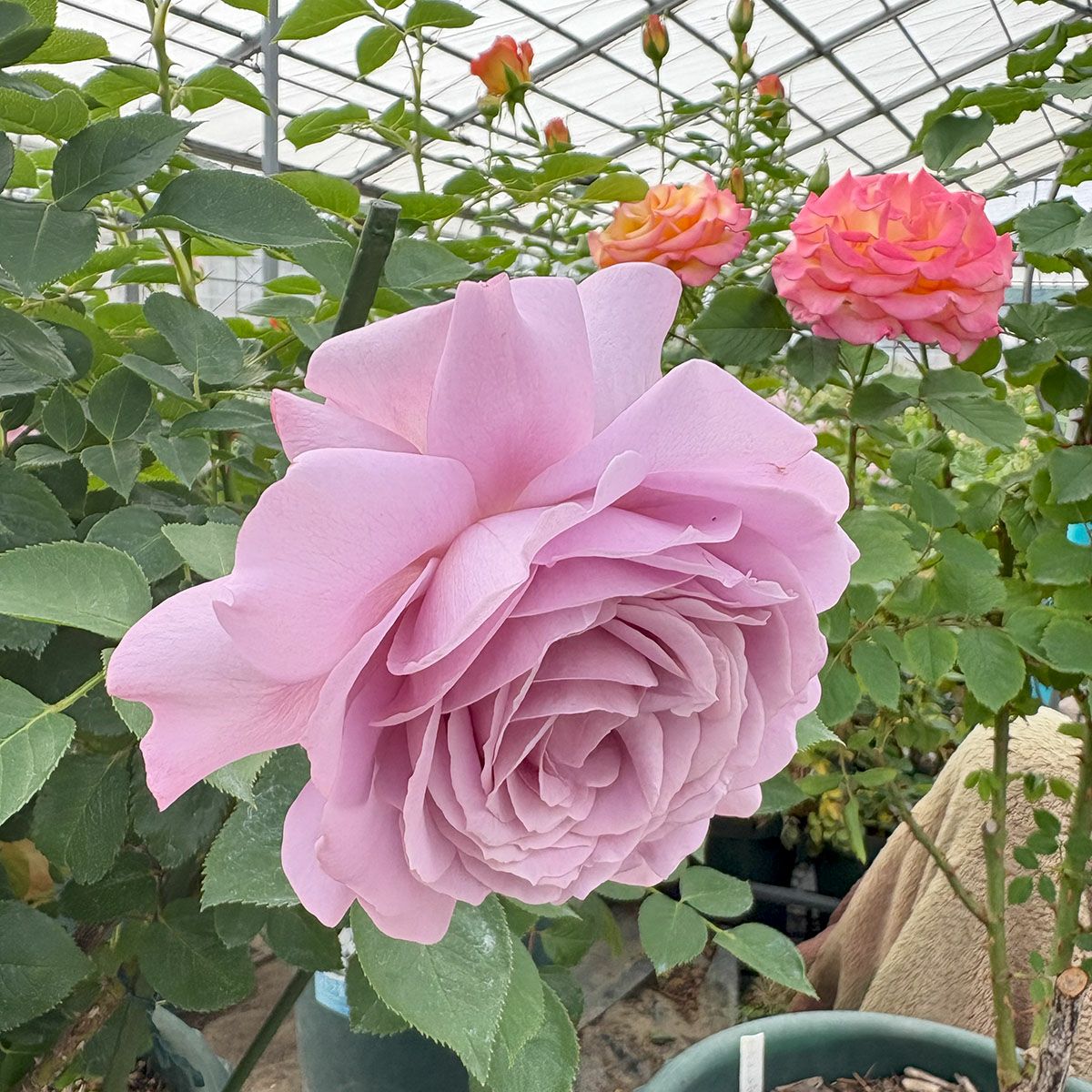 バラ苗ラブソング