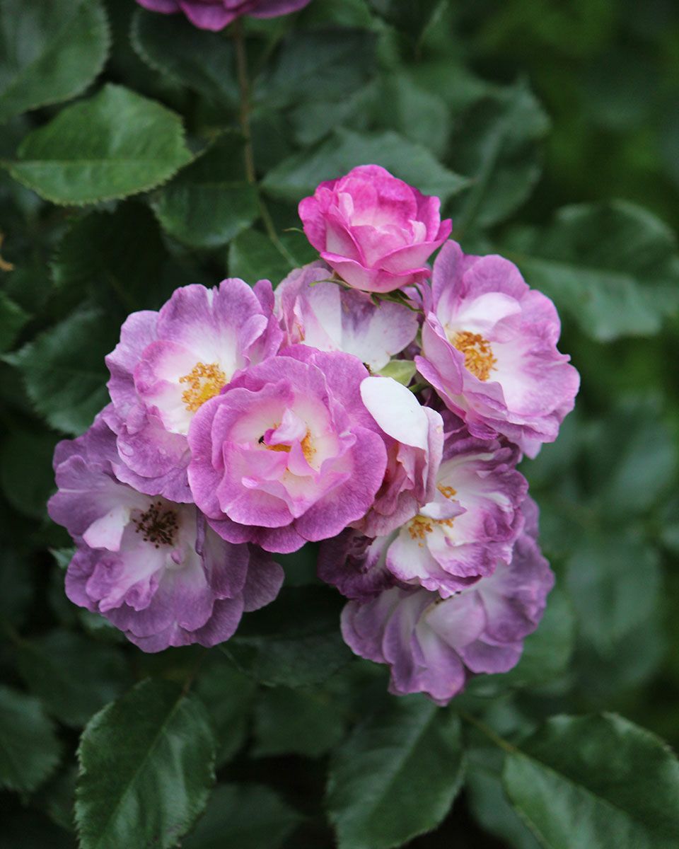 バラ苗マーブルシャワー