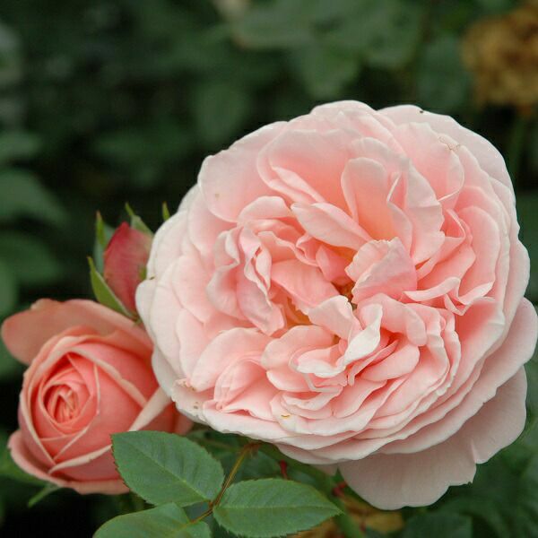 バラ苗 【アフロディーテ】 (新苗) ハイブリッドティー 四季咲き 大輪