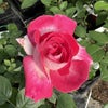バラ苗ローズゴジャール