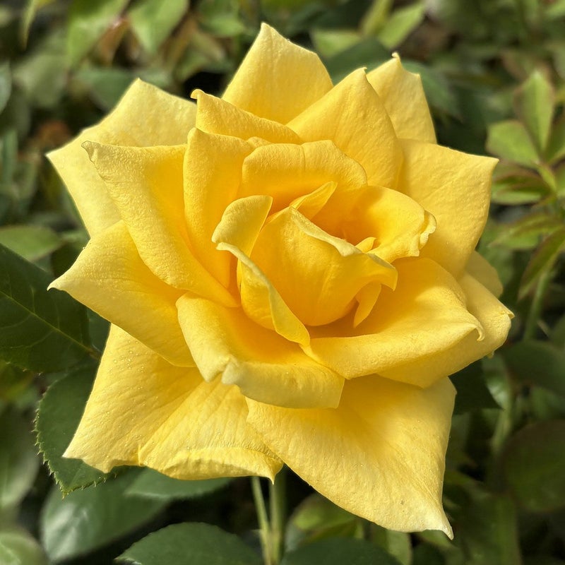 バラ苗ゴールデンシャトー