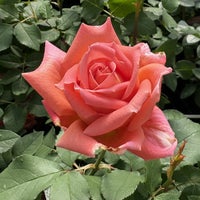 バラ苗ウェストミンスター