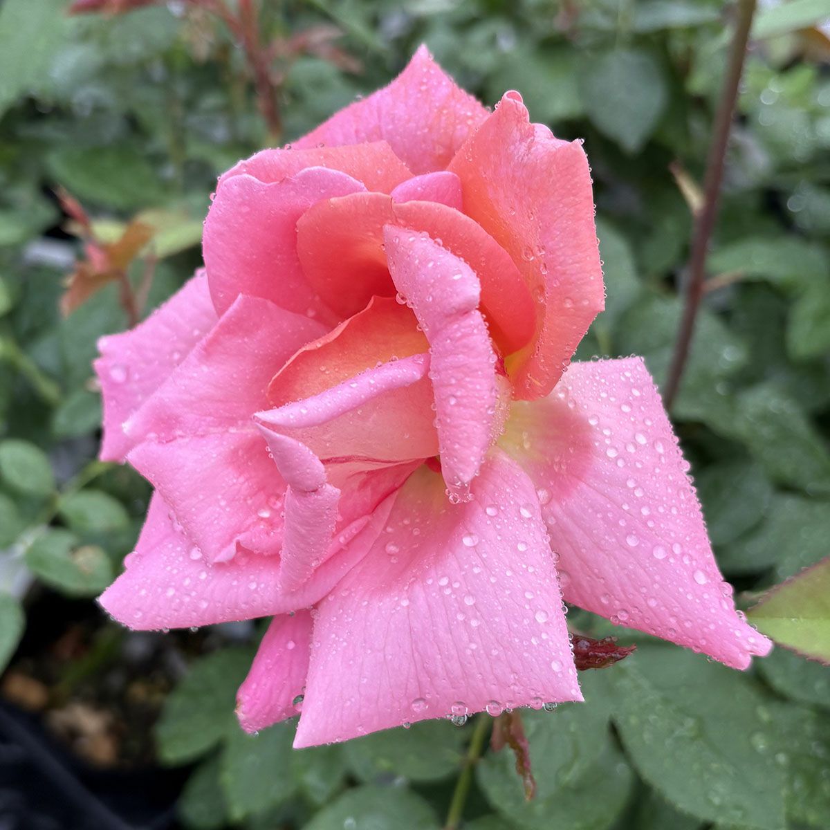 バラ苗ウェストミンスター