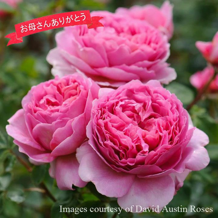 バラ苗母の日のプレゼント