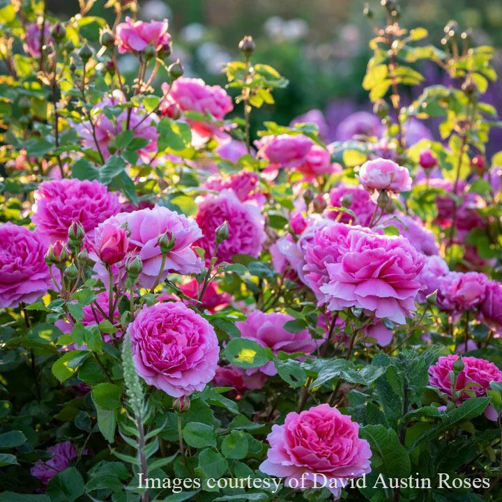 バラ苗母の日のプレゼント