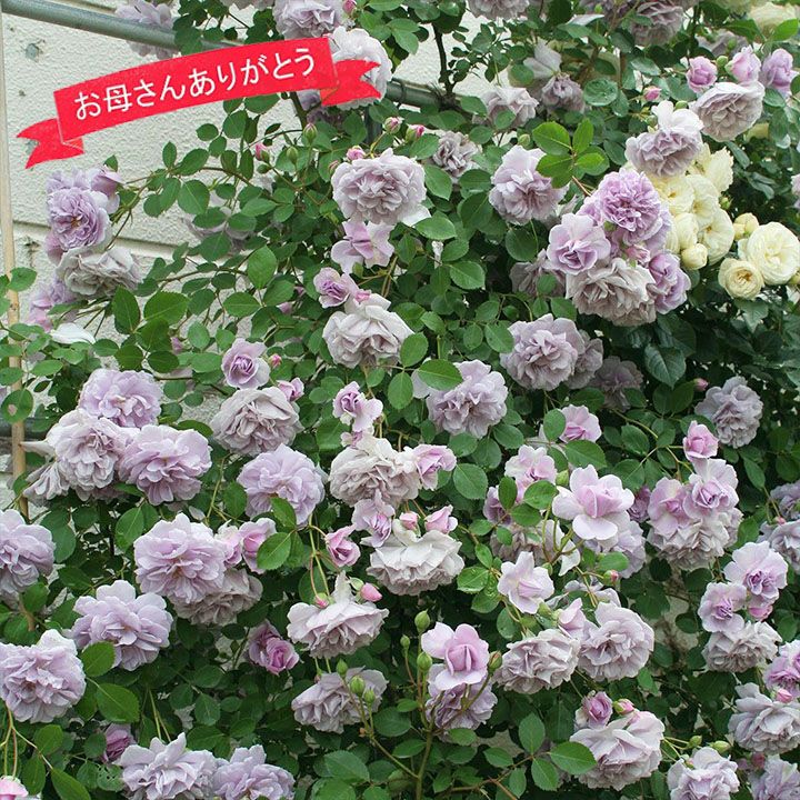 バラ苗母の日のプレゼント