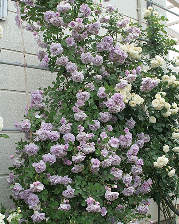 バラ苗母の日のプレゼント