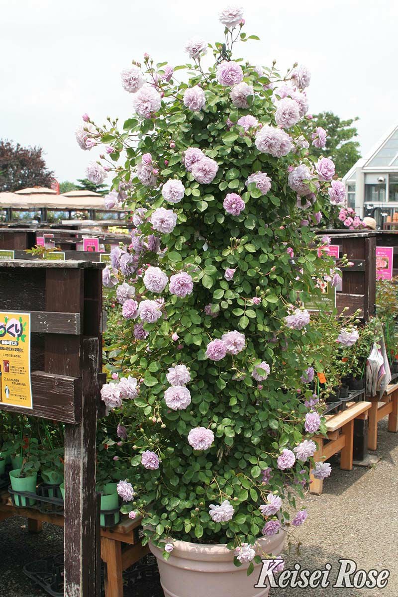 バラ苗母の日のプレゼント