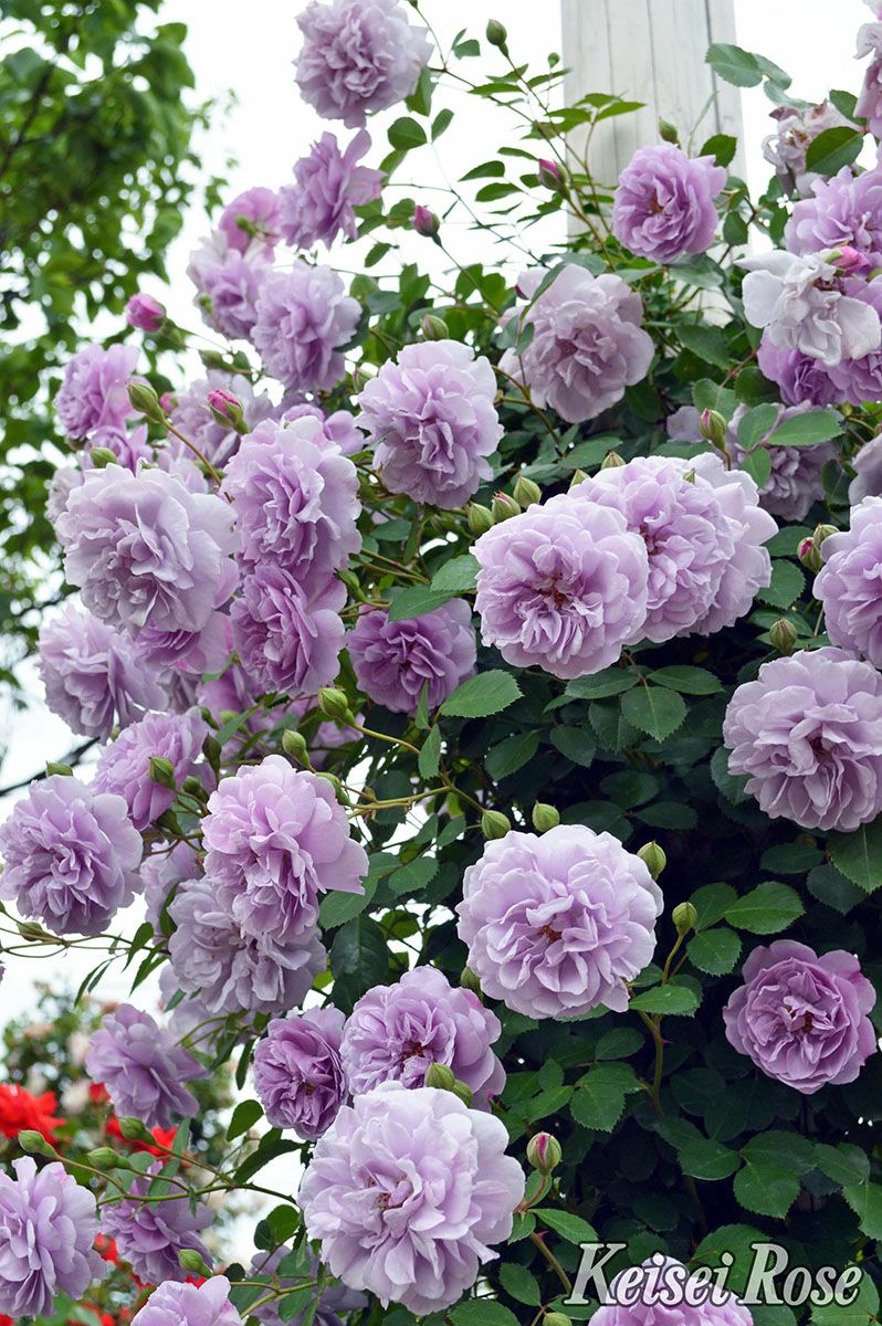 バラ苗母の日のプレゼント