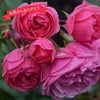 バラ苗母の日のプレゼント