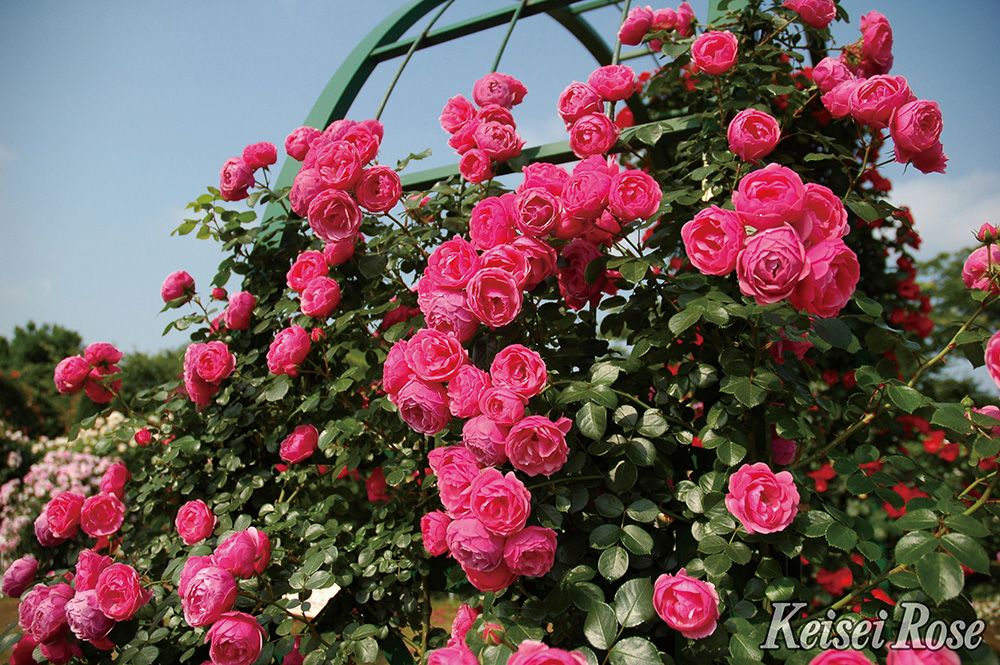 バラ苗母の日のプレゼント