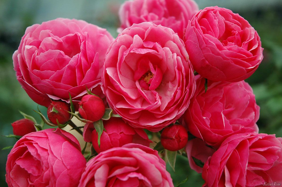 バラ苗母の日のプレゼント