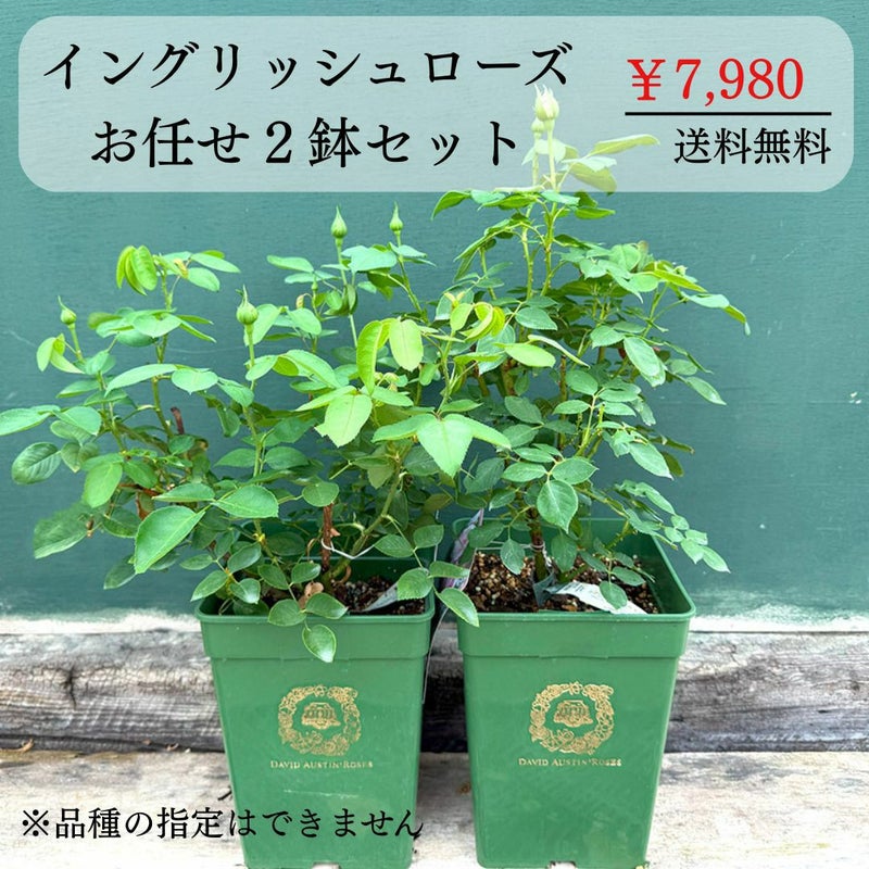 イングリッシュローズ