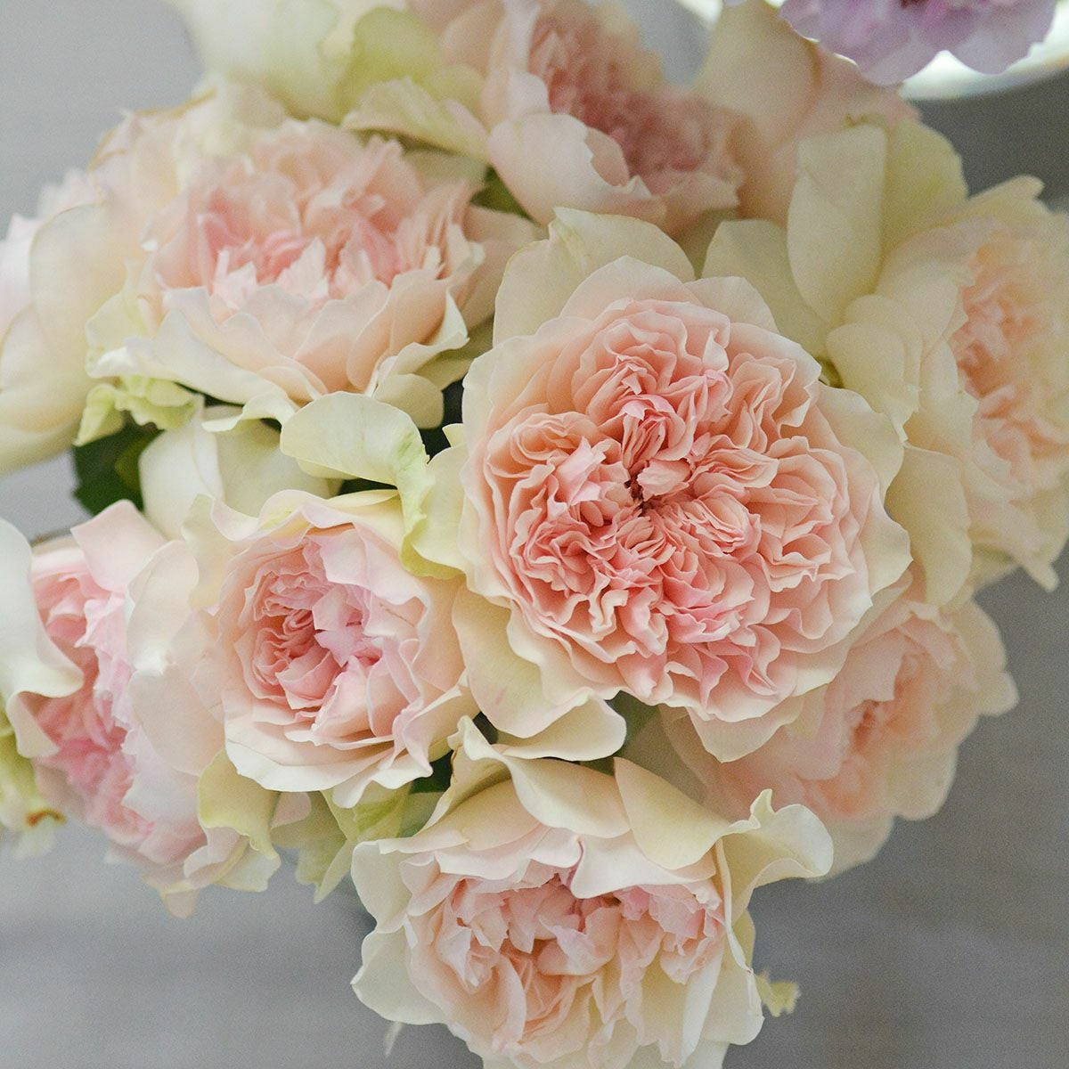 バラ苗クロッシェ