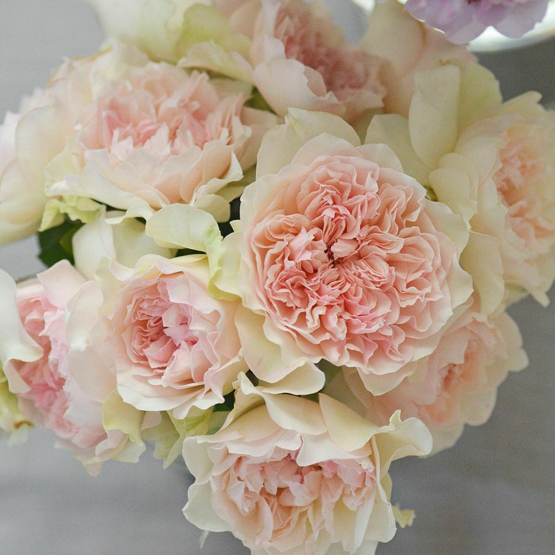 バラ苗クロッシェ