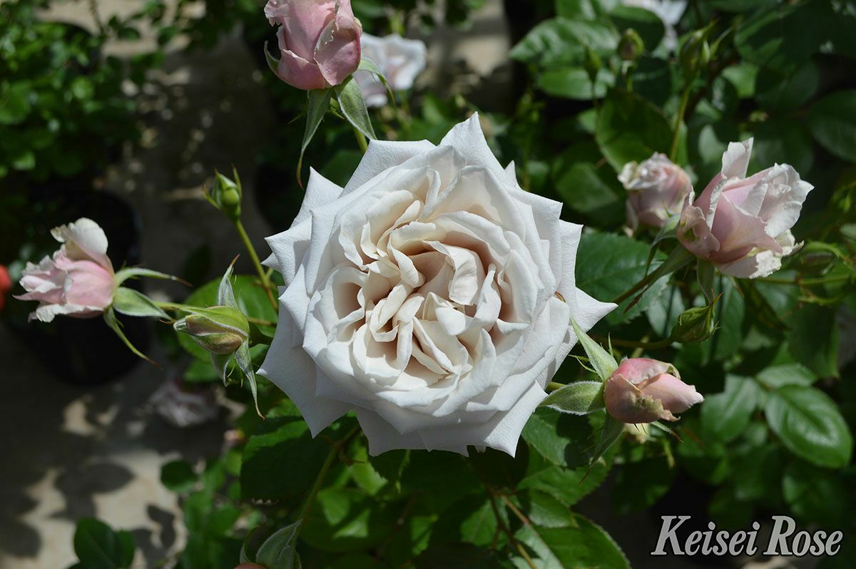 バラ苗希成 (きなり