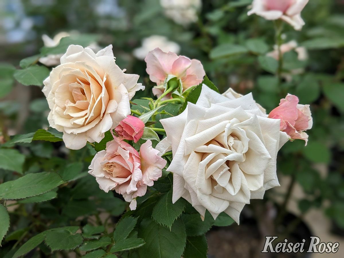 バラ苗希成 (きなり