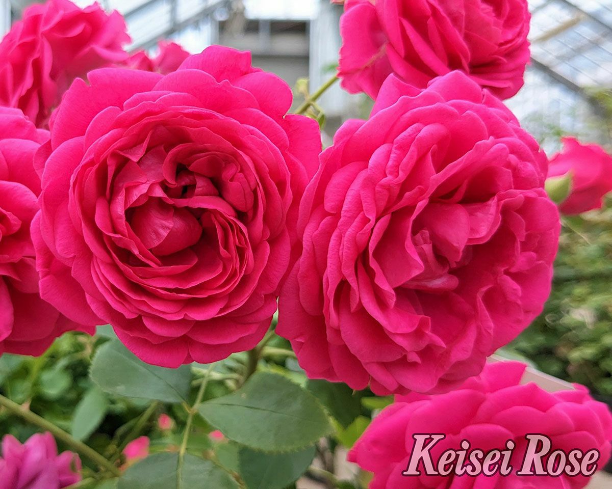 バラ苗紅かさね