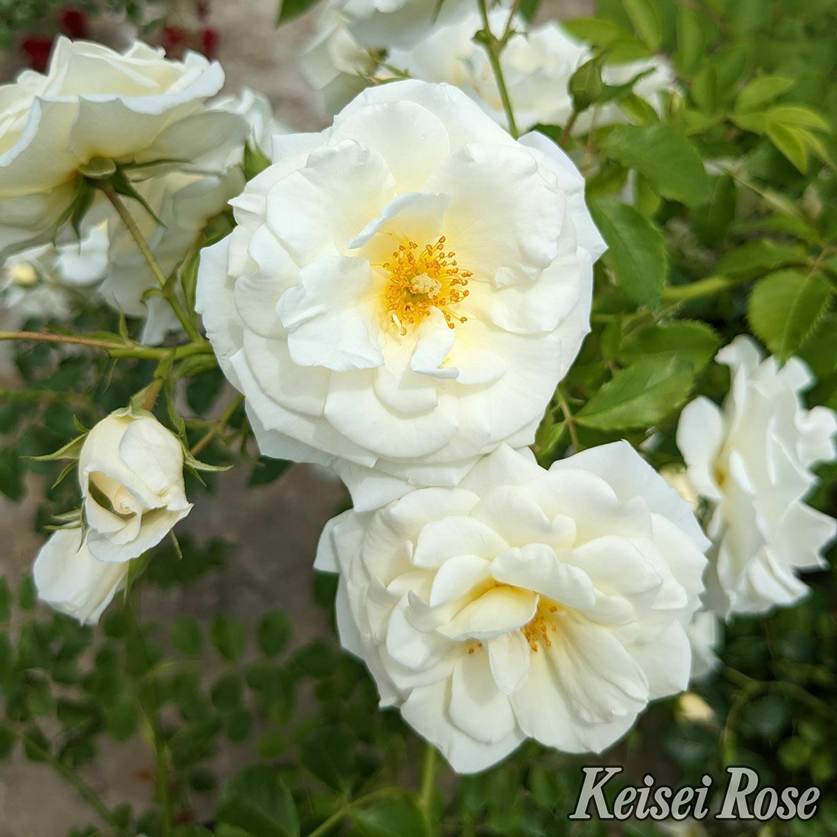 バラ苗 【真白 (ましろ)】 (新苗植え替え) つるバラ 四季咲き中輪 白系