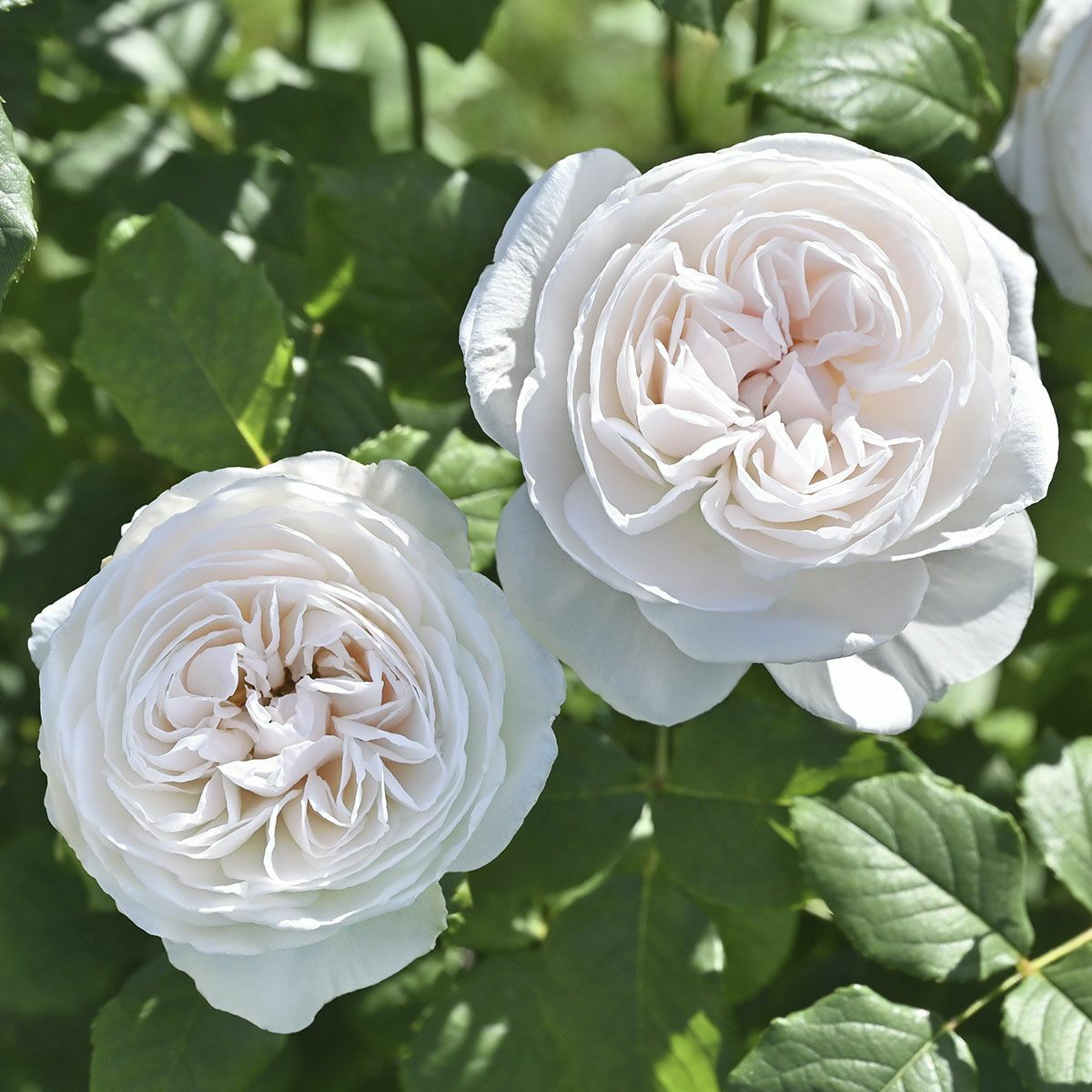 バラ苗 【マハネ】 (新苗植え替え) シュラブ 半つる性 四季咲き 大輪