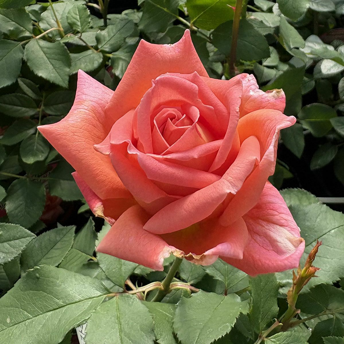 バラ苗 【ウェストミンスター】 (新苗植え替え) ハイブリッドティー