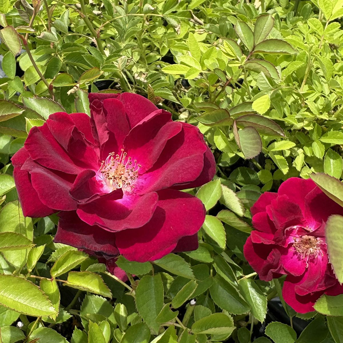 アウトレット】バラ苗 | THE ROSE SHOP｜バラ専門店 ザローズショップ